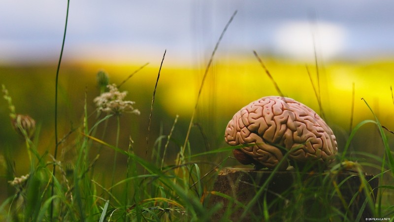 MON-CERVEAU-FAIT-L_AUTRUCHE1.jpg